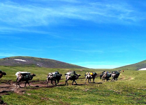 Bactrian camels