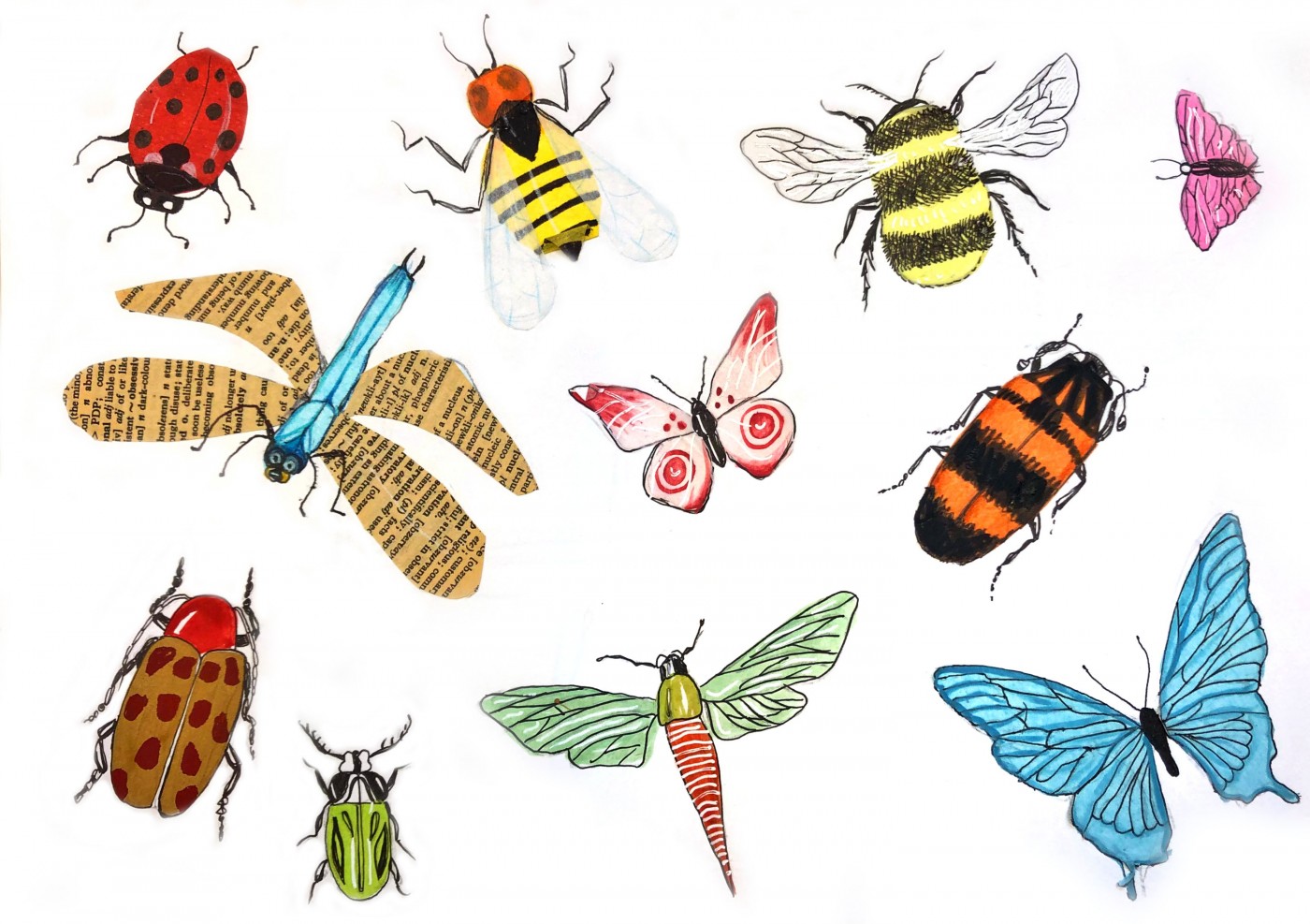 Insects in Mongolia