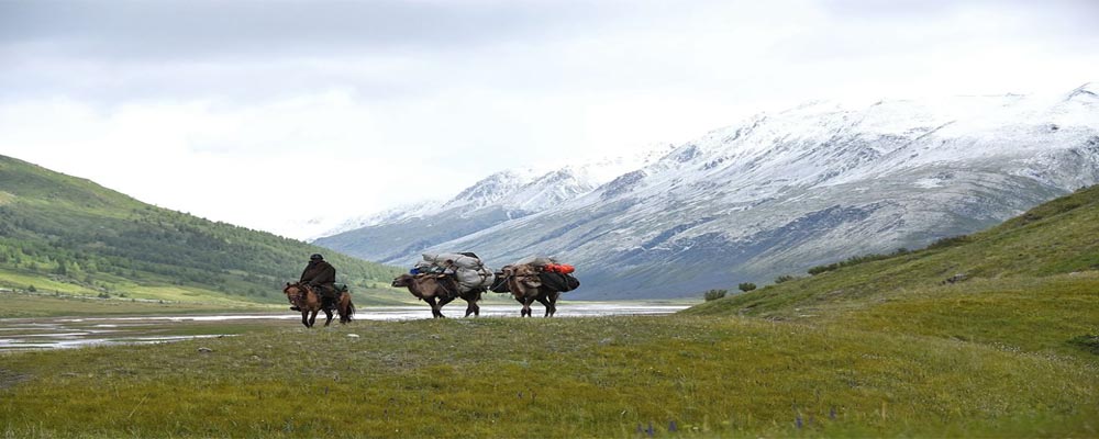 Bactrian Camels in Mongolia