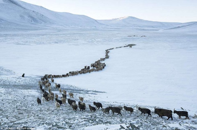 Why Do Mongolian Nomads Move? Seasonal Migration