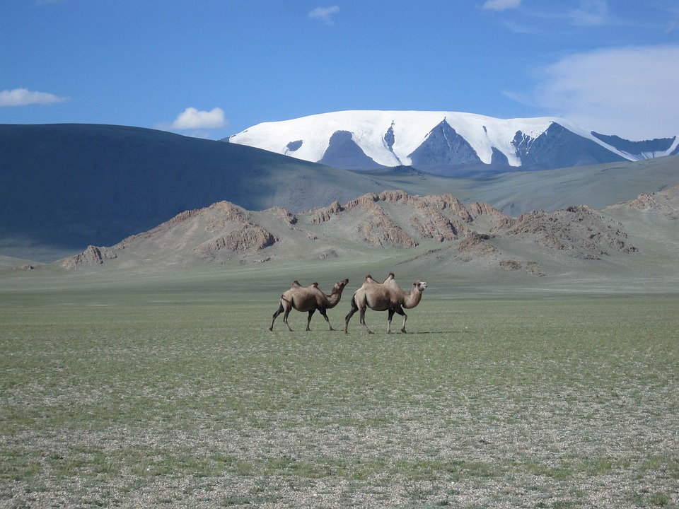 Bactrian Camels in Mongolia