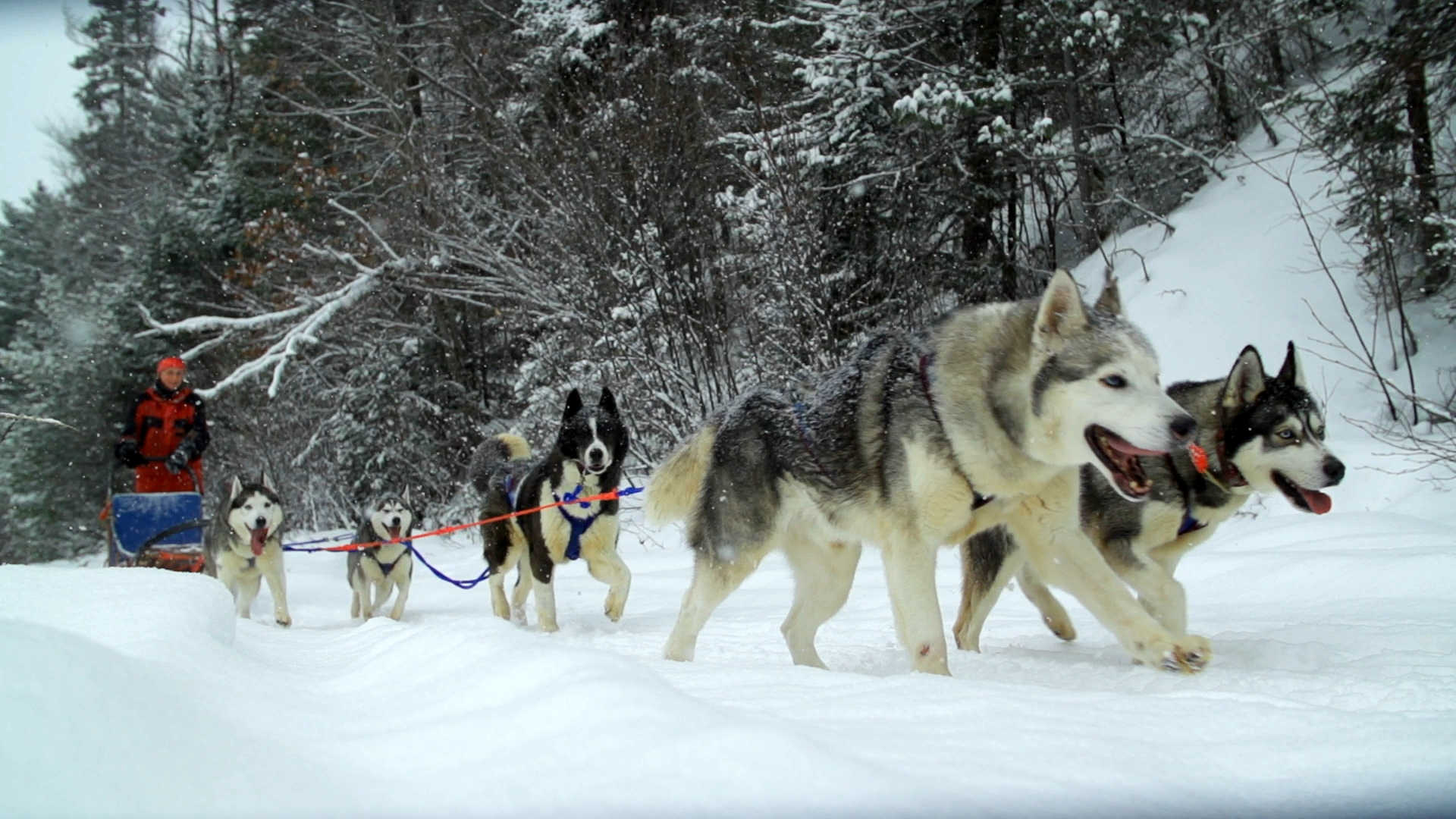 Dog Sledding Tour in Mongolia